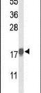 p21 antibody, PA5-25960, Invitrogen Antibodies, Western Blot image 