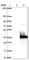 Family With Sequence Similarity 9 Member B antibody, HPA035135, Atlas Antibodies, Western Blot image 