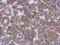 Fructosamine 3 Kinase antibody, NBP2-14959, Novus Biologicals, Immunohistochemistry paraffin image 