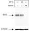 Iron Responsive Element Binding Protein 2 antibody, NB100-1798, Novus Biologicals, Western Blot image 