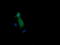 Mitogen-Activated Protein Kinase Kinase 1 antibody, LS-C787970, Lifespan Biosciences, Immunofluorescence image 