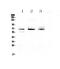 Bestrophin 1 antibody, PA5-78867, Invitrogen Antibodies, Western Blot image 