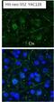 Huntingtin antibody, PA1-003, Invitrogen Antibodies, Immunohistochemistry paraffin image 