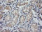MDM4 Regulator Of P53 antibody, LS-C174499, Lifespan Biosciences, Immunohistochemistry frozen image 