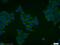 N-Myc Downstream Regulated 1 antibody, 13190-1-AP, Proteintech Group, Immunofluorescence image 