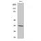 Olfactory Receptor Family 7 Subfamily C Member 1 antibody, LS-B14218, Lifespan Biosciences, Western Blot image 