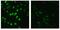 Signal Transducer And Activator Of Transcription 4 antibody, 700185, Invitrogen Antibodies, Immunofluorescence image 