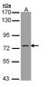 Phosphodiesterase 9A antibody, PA5-21980, Invitrogen Antibodies, Western Blot image 