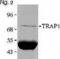 Putative endoplasmin-like protein antibody, ALX-804-368-C100, Enzo Life Sciences, Immunoprecipitation image 