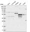 Nuclear Receptor Subfamily 2 Group C Member 1 antibody, NBP2-55133, Novus Biologicals, Western Blot image 