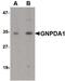 Glucosamine-6-Phosphate Deaminase 1 antibody, PA5-20693, Invitrogen Antibodies, Western Blot image 