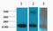 Histone H3 antibody, STJ97019, St John