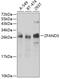 Zinc Finger AN1-Type Containing 3 antibody, 22-970, ProSci, Western Blot image 