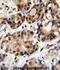 Proline, Glutamate And Leucine Rich Protein 1 antibody, abx026482, Abbexa, Immunohistochemistry frozen image 