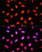 NOP2/Sun RNA Methyltransferase 2 antibody, 19-069, ProSci, Immunofluorescence image 