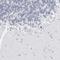 WD repeat-containing protein 3 antibody, HPA027509, Atlas Antibodies, Immunohistochemistry frozen image 