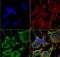 Solute Carrier Family 38 Member 1 antibody, NBP2-59311, Novus Biologicals, Immunocytochemistry image 