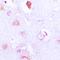 FMR1 Autosomal Homolog 2 antibody, orb214905, Biorbyt, Immunohistochemistry paraffin image 