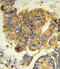 Colony Stimulating Factor 3 Receptor antibody, LS-C167082, Lifespan Biosciences, Immunohistochemistry paraffin image 