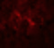 Signal-Induced Proliferation-Associated 1 antibody, 6643, ProSci, Immunofluorescence image 