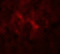 Spa1 antibody, 6643, ProSci, Immunofluorescence image 