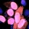 Cysteine Rich Protein 1 antibody, orb322995, Biorbyt, Immunofluorescence image 