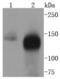 Transforming Acidic Coiled-Coil Containing Protein 3 antibody, NBP2-67383, Novus Biologicals, Western Blot image 