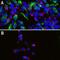 Peripherin antibody, M06787, Boster Biological Technology, Immunohistochemistry frozen image 