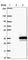 Bisphosphoglycerate Mutase antibody, HPA028735, Atlas Antibodies, Western Blot image 