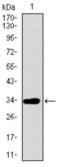 ATP Binding Cassette Subfamily G Member 5 antibody, abx015757, Abbexa, Western Blot image 