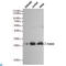 Fas Associated Via Death Domain antibody, LS-C813168, Lifespan Biosciences, Western Blot image 