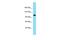 Signal Peptide, CUB Domain And EGF Like Domain Containing 1 antibody, PA5-70696, Invitrogen Antibodies, Western Blot image 