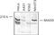 MAP kinase-activating death domain protein antibody, GTX22043, GeneTex, Western Blot image 