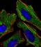 KiSS-1 Metastasis Suppressor antibody, M00689-1, Boster Biological Technology, Immunofluorescence image 