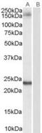 Golgin A3 antibody, NB100-2442, Novus Biologicals, Western Blot image 