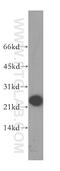 Glutathione Peroxidase 7 antibody, 13501-1-AP, Proteintech Group, Western Blot image 