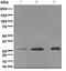 Myelin Oligodendrocyte Glycoprotein antibody, ab109746, Abcam, Western Blot image 
