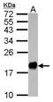 Interferon Induced Transmembrane Protein 3 antibody, PA5-30382, Invitrogen Antibodies, Western Blot image 