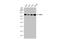 Tripartite Motif Containing 28 antibody, GTX102226, GeneTex, Western Blot image 