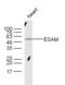 Endothelial Cell Adhesion Molecule antibody, GTX51657, GeneTex, Western Blot image 