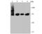 Inhibitor Of Nuclear Factor Kappa B Kinase Subunit Epsilon antibody, NBP2-75537, Novus Biologicals, Western Blot image 
