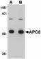 Cell Division Cycle 23 antibody, orb89874, Biorbyt, Western Blot image 