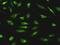 Glucosidase II Alpha Subunit antibody, H00023193-D01P, Novus Biologicals, Immunocytochemistry image 