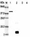 Resistin antibody, ALX-804-525-C050, Enzo Life Sciences, Western Blot image 