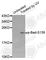 BCL2 Associated Agonist Of Cell Death antibody, AP0144, ABclonal Technology, Western Blot image 