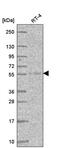 Atlastin GTPase 3 antibody, PA5-66790, Invitrogen Antibodies, Western Blot image 