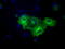 Fermitin Family Member 2 antibody, LS-C114608, Lifespan Biosciences, Immunofluorescence image 