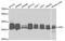 Tripeptidyl Peptidase 1 antibody, MBS2519125, MyBioSource, Western Blot image 