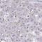 Nicotinamide Nucleotide Adenylyltransferase 1 antibody, HPA059447, Atlas Antibodies, Immunohistochemistry paraffin image 