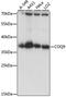 Coenzyme Q9 antibody, A15480, ABclonal Technology, Western Blot image 